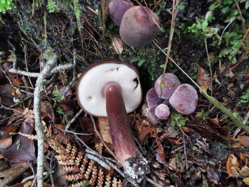 Tylopilus formosus · April 2026 · photo: © luisa5719 (iNaturalist, cc-by)