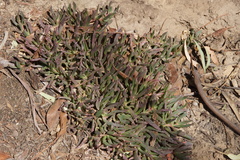 Carpobrotus modestus