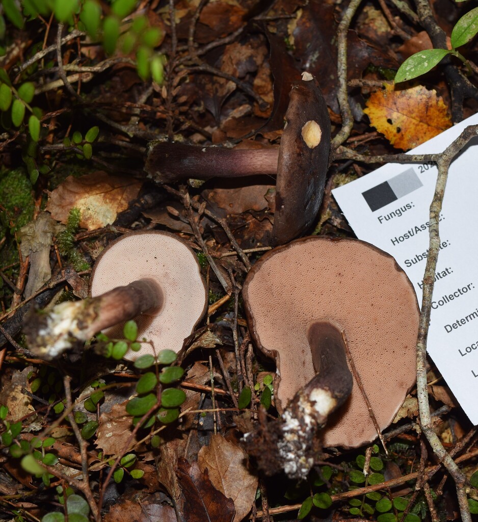 Tylopilus formosus · April 2026 · photo: © davidwhyte (iNaturalist, cc-by-sa)