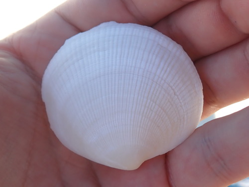 Codakia orbicularis