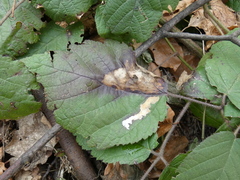 Coptotriche marginea