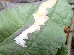 Coptotriche marginea