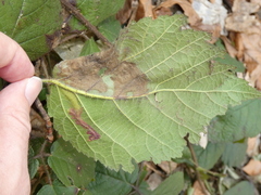 Coptotriche marginea