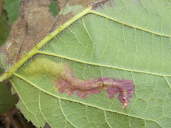 Coptotriche marginea