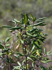 Comarostaphylis diversifolia diversifolia
