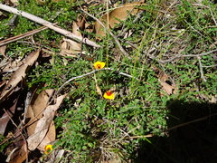Bossiaea decumbens