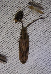 Tenomerga cinerea