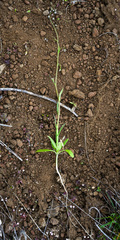 Thysanocarpus curvipes, photograph (c) Gabriel Campbell-Martinez, some rights reserved (CC BY)