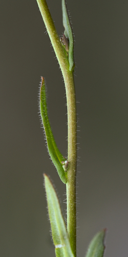 Thysanocarpus curvipes, photograph 5