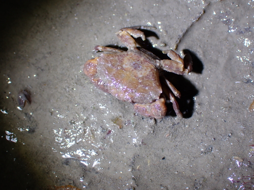 Medaeops granulosus observed 2026-04-20
