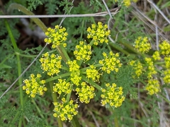 Lomatium macrocarpum