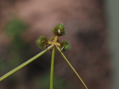 Cyperus leptocarpus, photograph (c) Thomas Mesaglio, some rights reserved (CC BY)