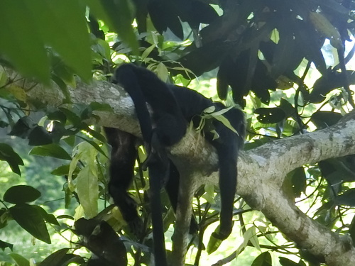 Trachypithecus auratus
