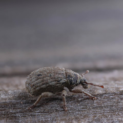 Romualdius scaber
