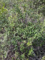 Comarostaphylis diversifolia diversifolia