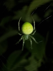 Araneus uniformis