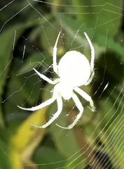 Araneus uniformis
