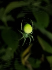 Araneus uniformis