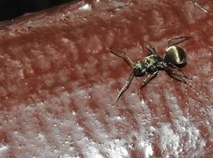 Polyrhachis wolfi
