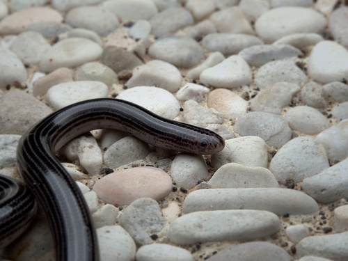 Photo of a Lesser Sunda Blindsnake (Sundatyphlops polygrammicus)