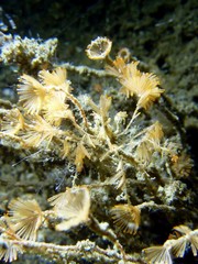 Hyastenus bispinosus