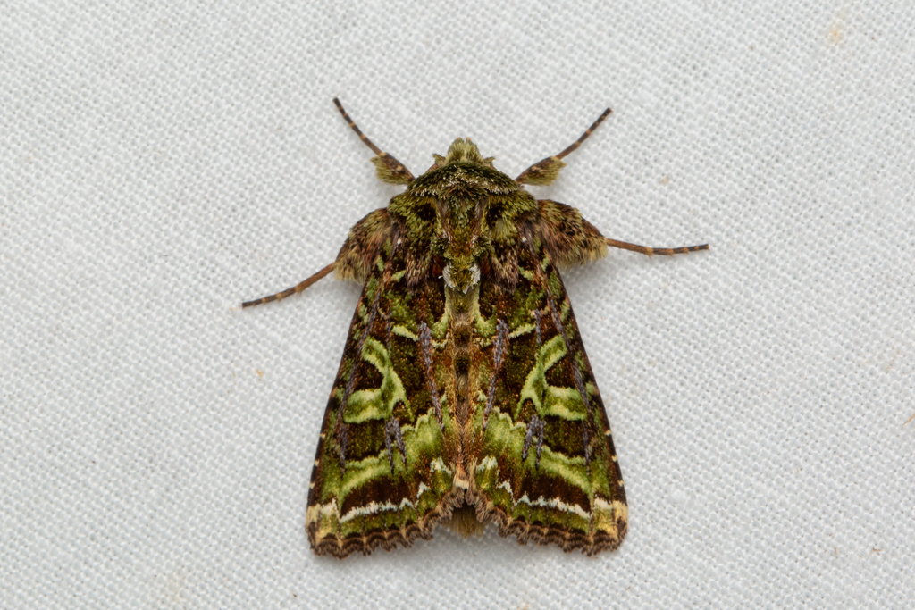 Phlogophora magma