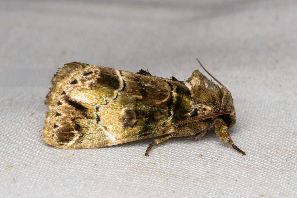 Antitrisuloides