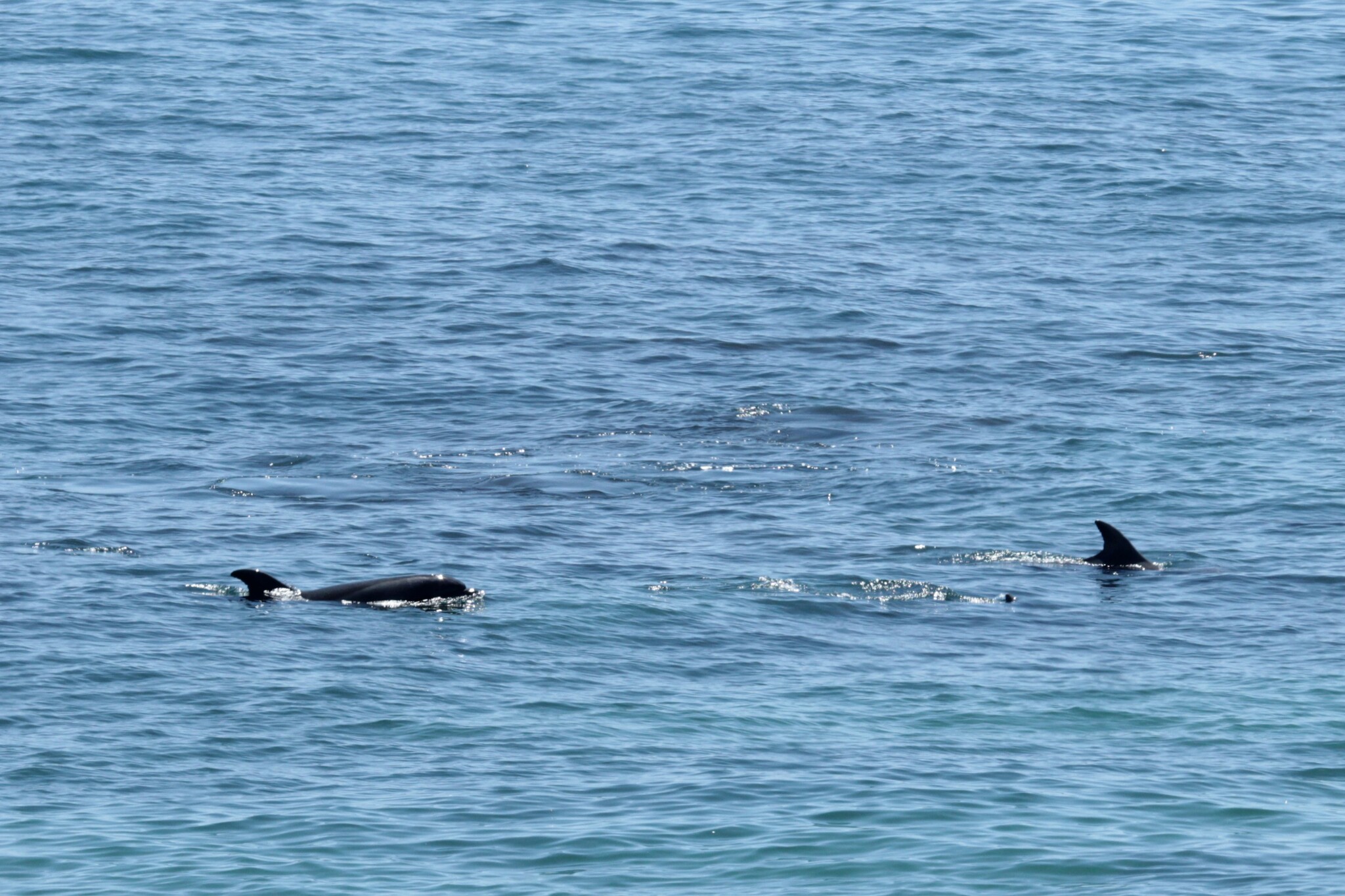 Tursiops truncatus