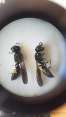 Ectemnius paucimaculatus