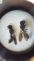 Ectemnius paucimaculatus