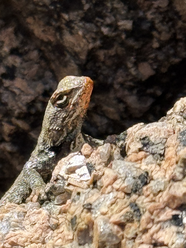 April Lizard Prairie Lizard from Pike and San Isabel National Forests, Sedalia, CO ...