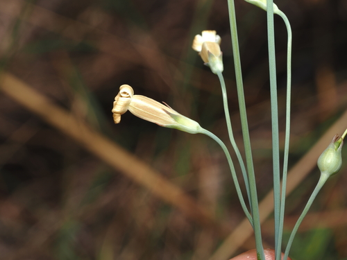 Mitrasacme connata (Mitrasacme connata)