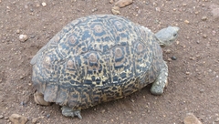 Stigmochelys pardalis