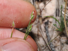 Hairy Centrolepis (Centrolepis exserta)