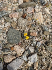 Eriophyllum wallacei