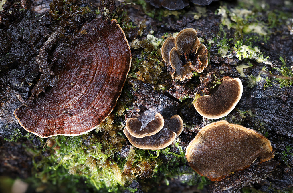 Hymenochaete microcycla · April 2026 · photo: © mstirling (iNaturalist, cc-by)
