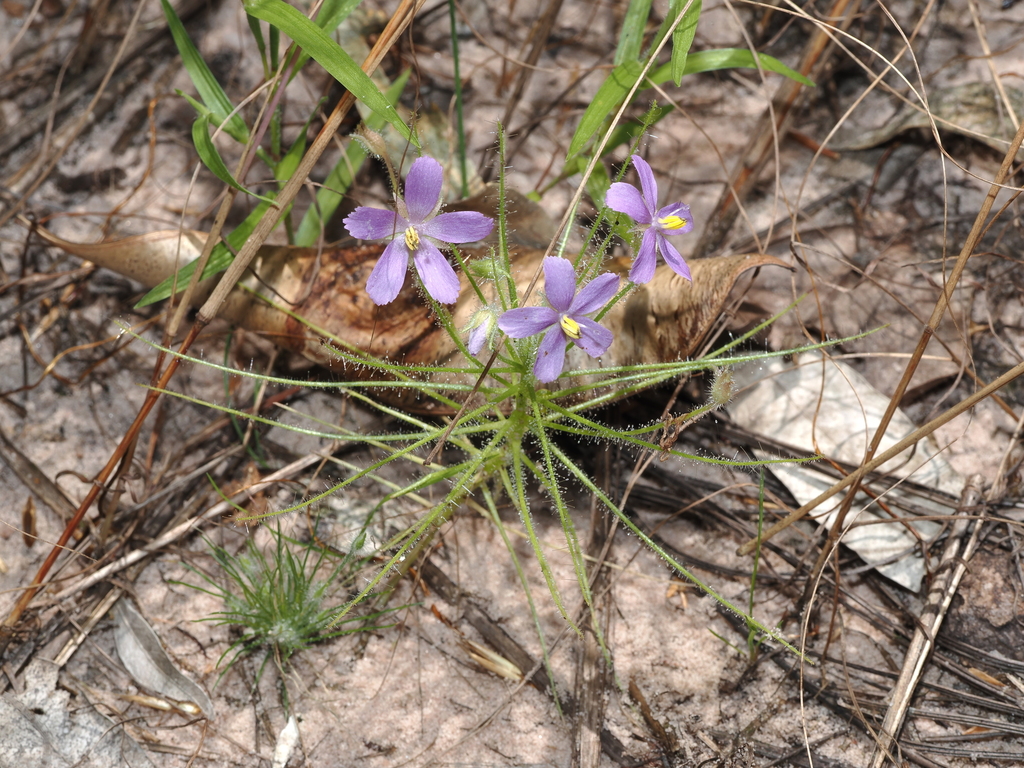 Byblis liniflora; photograph (c) Thomas Mesaglio, some rights reserved (CC BY)