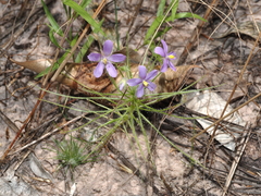 Byblis liniflora