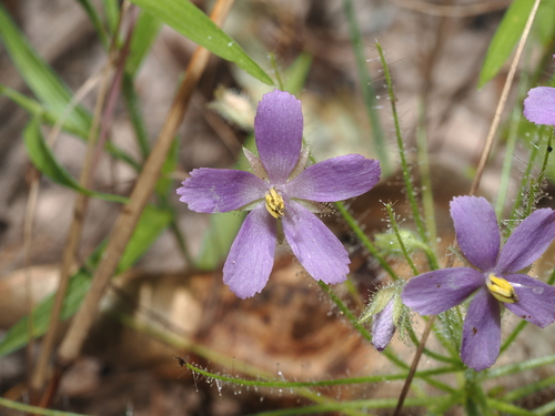 Byblis liniflora, photograph 1