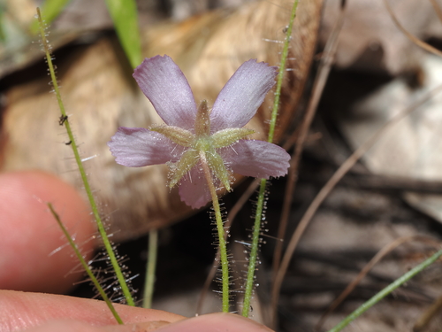 Byblis liniflora, photograph 2