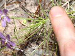(c) Thomas Mesaglio, some rights reserved (CC BY) Byblis liniflora, photograph (c) Thomas Mesaglio, some rights reserved (CC BY)