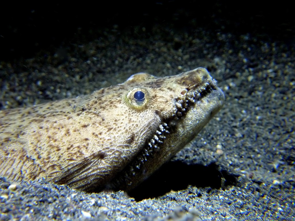 Stargazer Snake Eel