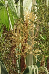 Livistona chinensis