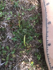 Sceptridium lunarioides