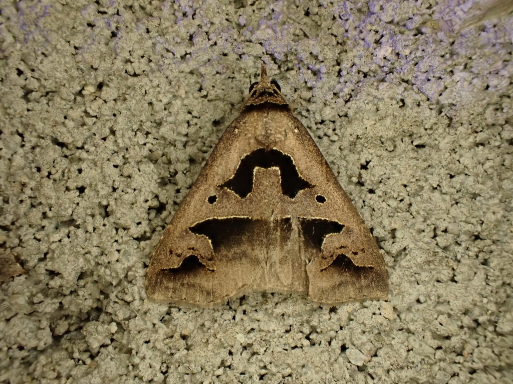Tephriopis divulsa