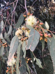 Eucalyptus rudis