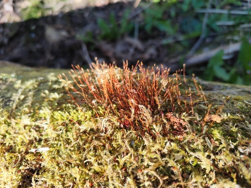 Mūrinė minkštūnė