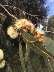 Eucalyptus rudis