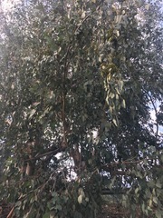 Eucalyptus rudis