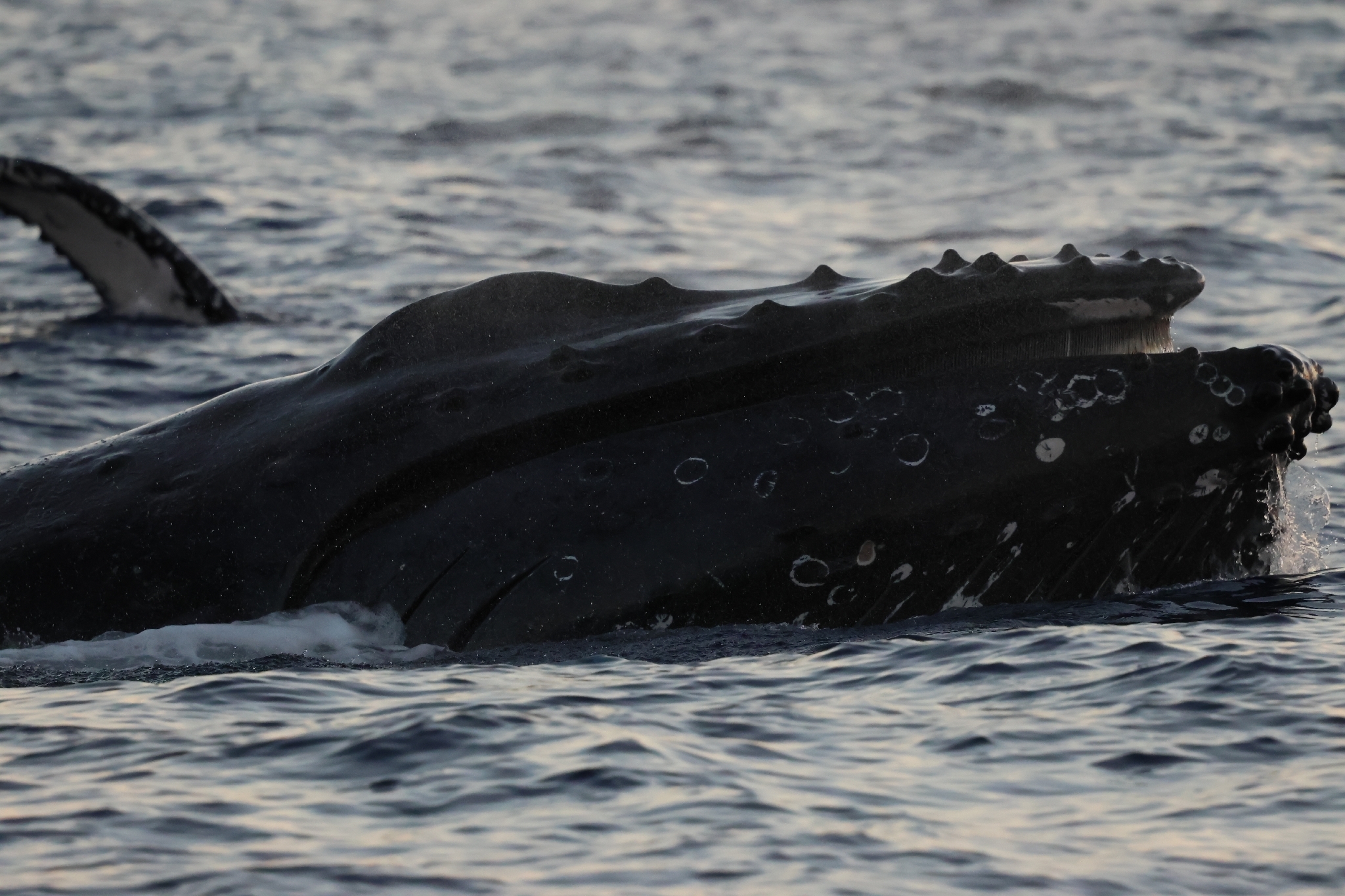 Megaptera novaeangliae